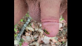 insect cbt